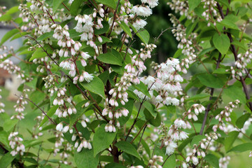Deutzia scabra bush blooms in nature