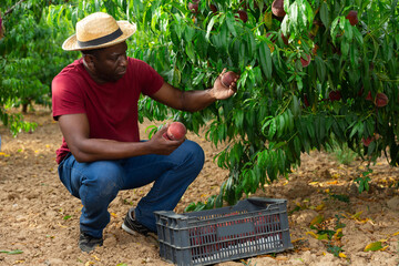 African-american man picking juicy peaches from tree branches in garden.
