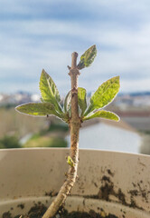 Pawlonia cutting growing in an urban environment