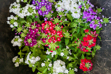 Plastic tray filled with petunia plants ready to be planted on an urban walkway