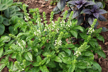 Basil grows in the garden