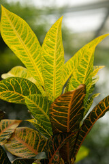 Brightly colored croton leaves showcasing unique patterns in a lush garden during a sunny day © virginna
