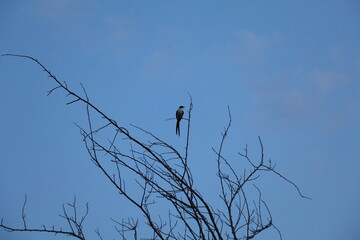 Pássaro do cerrado no céu azul