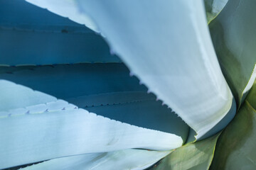 detail of the heart of a blue agave or maguey plant detail with thorns. Drinks such as Mexican...