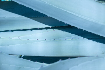 soft artistic background of the levesls of an agave plant with its thorny edges. The tones are blue and greenish. Tequila, mezcal and pulque are Mexican drinks that will be extracted from the plant.