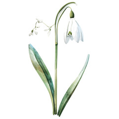 A watercolor vector of Snowdrops flower, isolated on a white background.