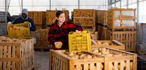 Caucasian young woman and African-american man working in vegetable warehouse and filling crates...