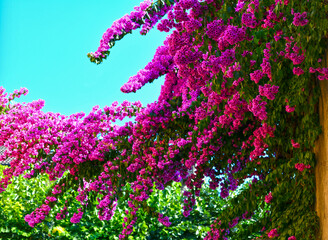 Bougainvillea Strauch in Sirmione am Gardasee	