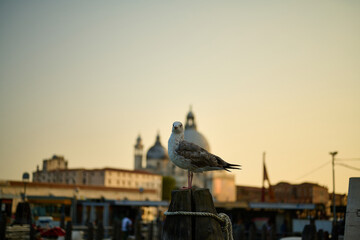 Fototapeta premium Venice and its canals ,boats,sculptures and birds