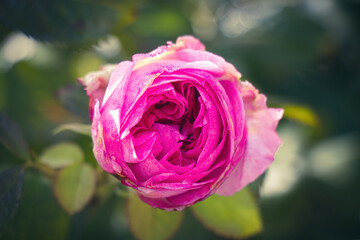 Les roses de la roseraie du parc à Madrid
