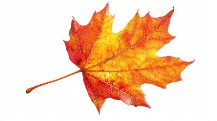 Fototapeta premium Vivid red and orange maple leaf, detailed clipart, close-up autumn element isolated on white, perfect for fall advertisement