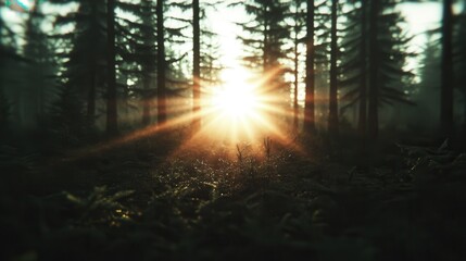 Sunrise light filters through a dense forest, casting a warm glow on the forest floor, creating a striking yet peaceful scene of natural beauty and serenity.