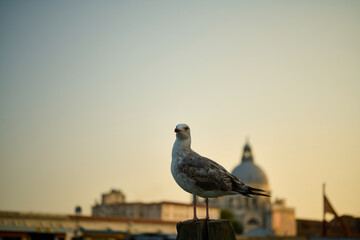Venice and its canals ,boats,sculptures and birds