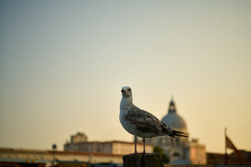 Venice and its canals ,boats,sculptures and birds