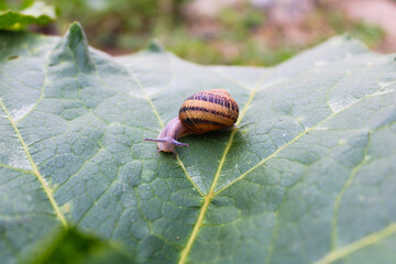 Caracol pequeño de jardín caparazón espiral amarillo con líneas, sobre hoja en la naturaleza