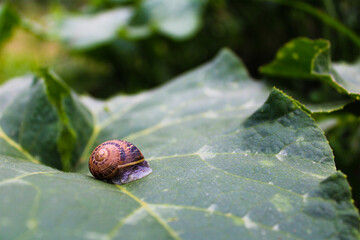 Caracol pequeño de jardín escondido en su caparazón, espiral amarillo con líneas, sobre hoja en la naturaleza