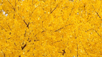 Vibrant yellow ginkgo leaves creating a cheerful autumnal vibe