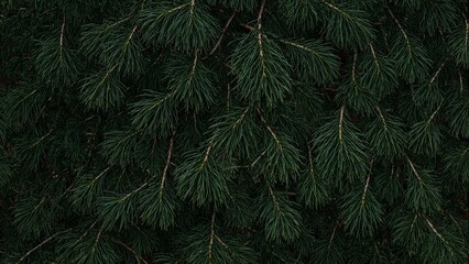 Lush pine tree needles creating a dense and textured forest backdrop