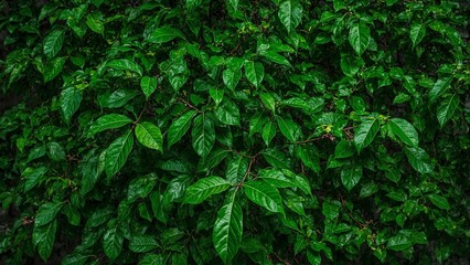 Lush laurel leaves background with glossy texture