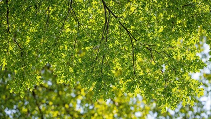 Fototapeta premium Vibrant green oak leaves creating intricate patterns under sunlight