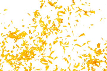 Yellow Marigold petals falling romantic white background isolated with yellow marigold flower petals flying. Religious floral spring season, ritual invitation yellow marigold petals in mid air