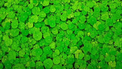 Lush nasturtium leaves overlap forming a bold vibrant pattern with delicate veins
