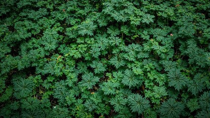 Lush wild strawberry leaves create a textured green background in a full frame image