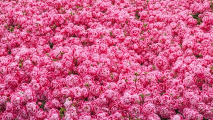 Obraz premium Vibrant pink peonies creating a lush and romantic background texture