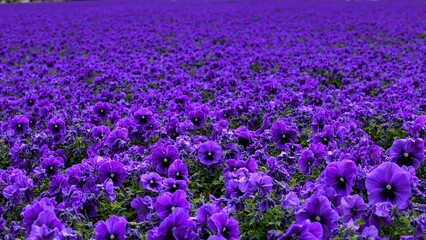 Vibrant purple violets in a rich textured sea