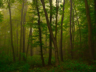 Mysterious green foggy forest during autumn day with trees