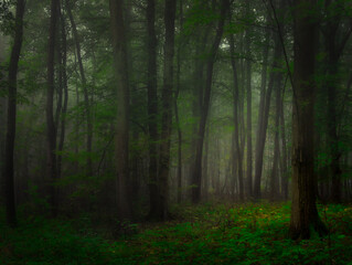 Mysterious green foggy forest during autumn day with trees