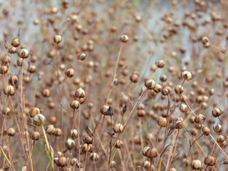 Flax, also known as Linum usitatissimum or linseed, with dry seed capsules, is seen in the field