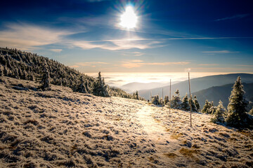 Scenic landscape with spruce trees covered with rime