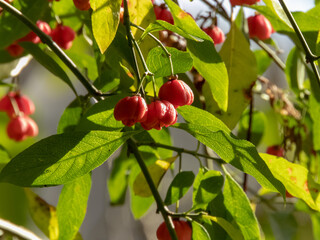 Euonymus europaeus,spindle, European spindle or common spindle closeup in the sunny autumn forest