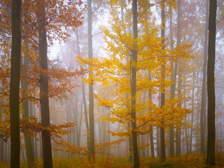 Mysterious foggy forest