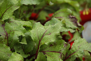 Green beet leaves with raindrops close-up