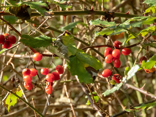 Dioscorea communis or Tamus communis bright red translucent berries in the autumn forest