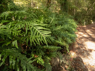 Polypodium cambricum,southern polypody,limestone or Welsh polypody fern in the forest