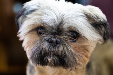 Brussels Griffon. A small dog with a black nose and a white face