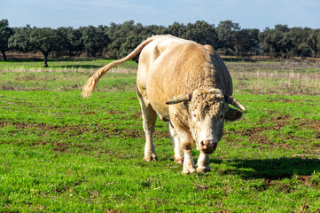 Imposing white bull in a green field, with a direct gaze.