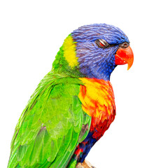The rainbow lorikeet is a species of parrot found in Australia. It is common along the eastern seaboard, from northern Queensland to South Australia.