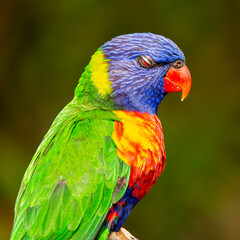 The rainbow lorikeet is a species of parrot found in Australia. It is common along the eastern seaboard, from northern Queensland to South Australia.