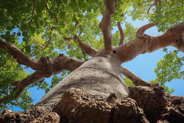 baobab on a savannah in Africa on sunny day, generative AI