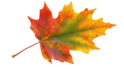 autumn maple leaf on transparent background