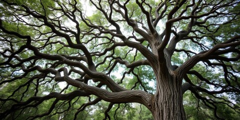 Tall oak tree with sprawling branches and thick trunk, environment, outdoors