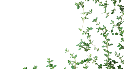 green leaf clipart transparent background