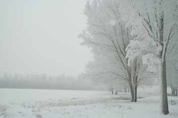 Fototapeta premium snowy winter daytime landscape with snowy trees and falling snow, generative AI