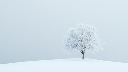 Fototapeta premium Solitary Tree in Winter Wonderland