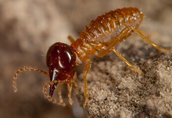 termites