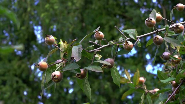 Medlar in natural ambient, ripening (Mespilus germanica) - (4K)